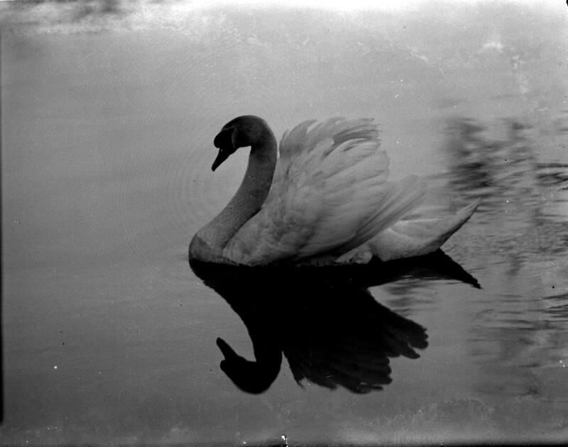 Swan on River Don