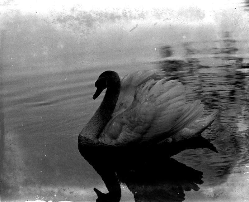 Swan on River Don