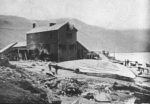 Whale Fishery Station, Kollefjord - Stromo