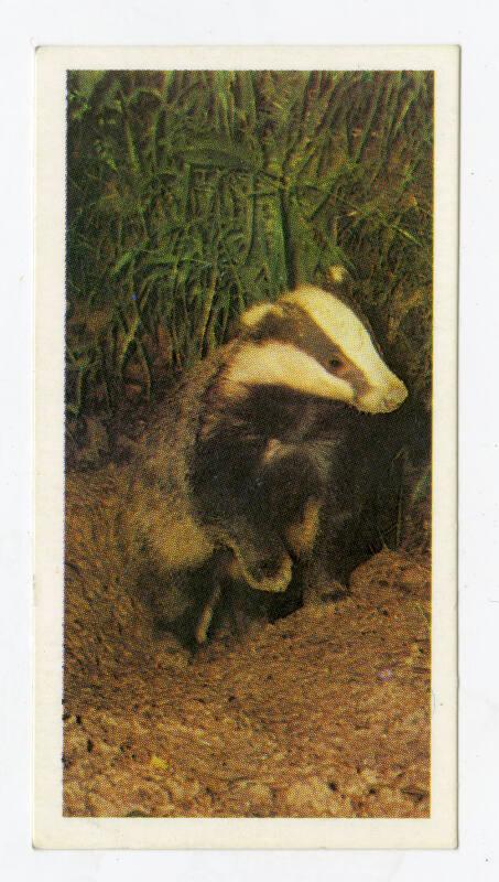 Woodland Wildlife: Badger