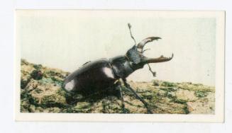 Woodland Wildlife: Stag Beetle