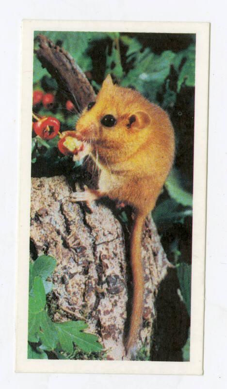 Woodland Wildlife: Dormouse