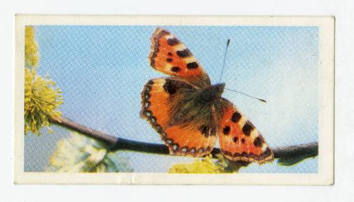 Woodland Wildlife: Small Tortoiseshell