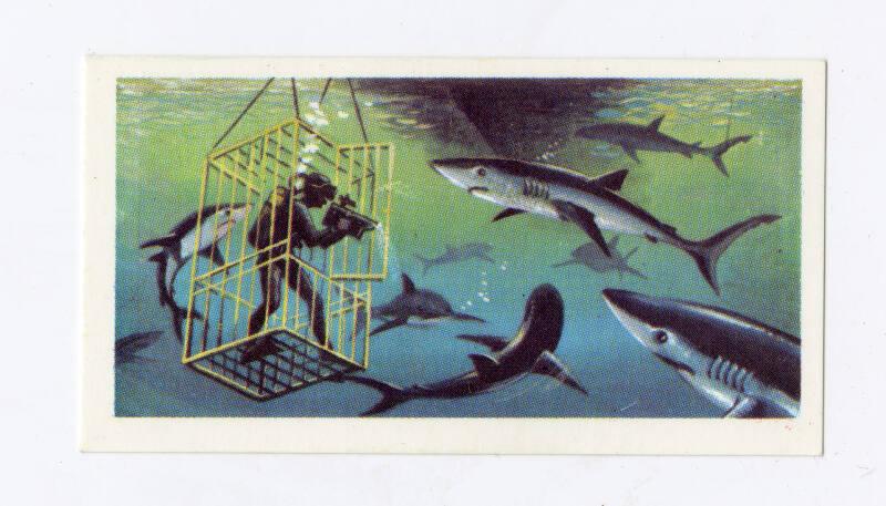 The Sea - Our Other World: Blue Shark