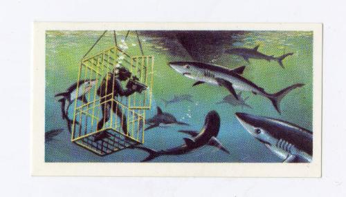 The Sea - Our Other World: Blue Shark