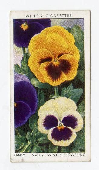 Wills's Cigarettes - "Garden Flowers" series - No. 36 Pansy