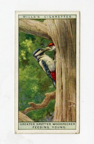 Wills's Cigarettes: Life in the Tree Tops Series - Greater Spotted Woodpecker Feeding Young