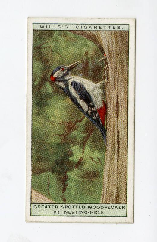 Wills's Cigarettes: Life in the Tree Tops Series - Greater Spotted Woodpecker At Nesting-Hole