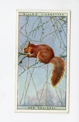 Wills's Cigarettes: Life in the Tree Tops Series - Red Squirrel