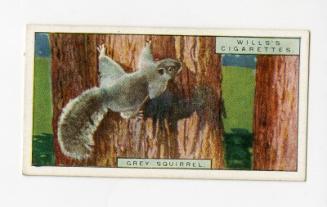Wills's Cigarettes: Life in the Tree Tops Series - Grey Squirrel