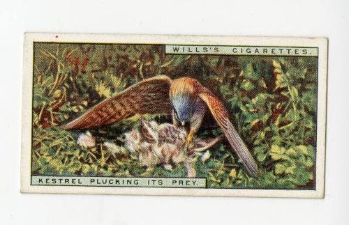 Wills's Cigarettes: Life in the Tree Tops Series - Kestrel Plucking Its Prey