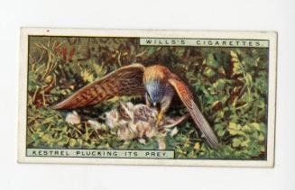 Wills's Cigarettes: Life in the Tree Tops Series - Kestrel Plucking Its Prey