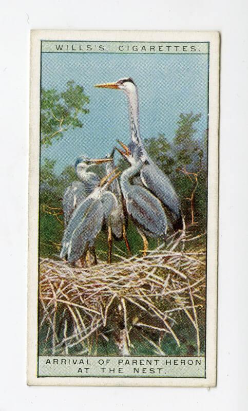 Wills's Cigarettes: Life in the Tree Tops Series - Arrival Of Parent Heron At The Nest