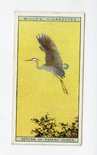 Wills's Cigarettes: Life in the Tree Tops Series - Return Of Parent Heron