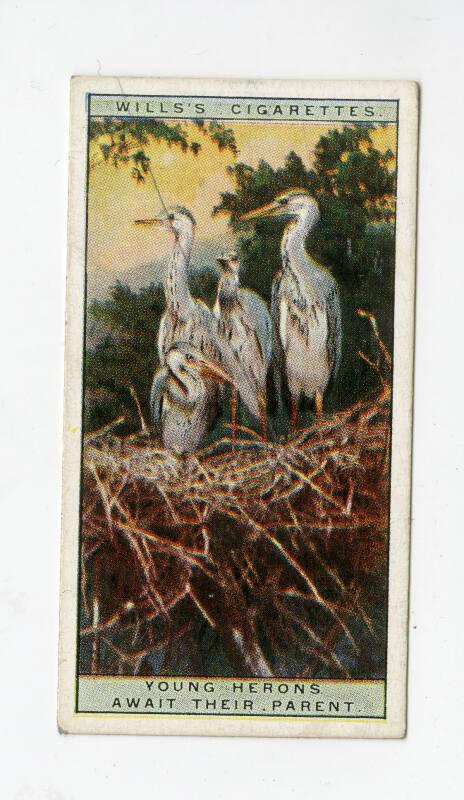 Wills's Cigarettes: Life in the Tree Tops Series - Young Herons Await Their Parent