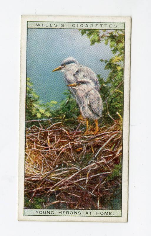 Wills's Cigarettes: Life in the Tree Tops Series - Young Herons At Home