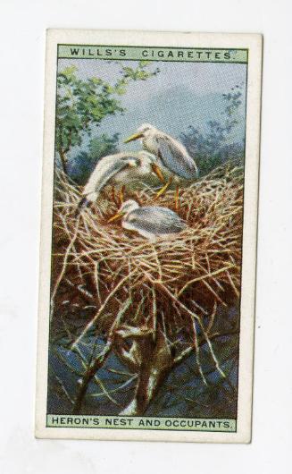 Wills's Cigarettes: Life in the Tree Tops Series - Heron's Nest and Occupants