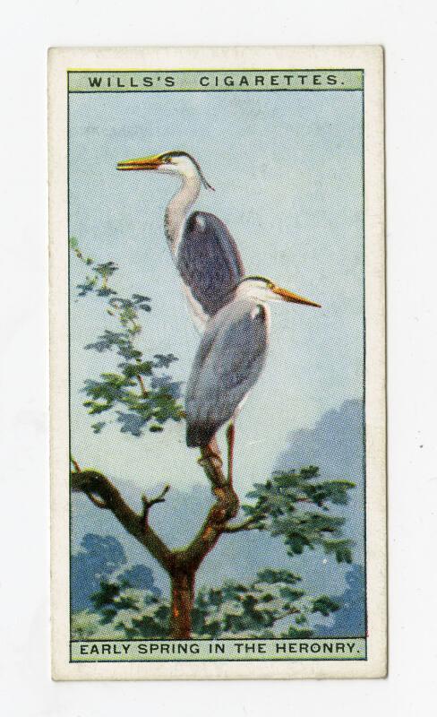 Wills's Cigarettes: Life in the Tree Tops Series - Early Spring In The Heronry