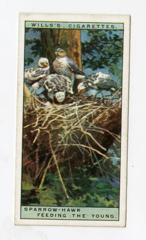 Wills's Cigarettes: Life in the Tree Tops Series - Sparrow-Hawk Feeding The Young