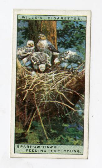 Wills's Cigarettes: Life in the Tree Tops Series - Sparrow-Hawk Feeding The Young