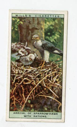 Wills's Cigarettes: Life in the Tree Tops Series - Arrival Of Sparrow-Hawk With Rations