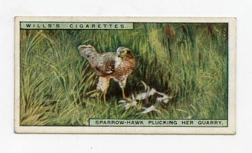 Wills's Cigarettes: Life in the Tree Tops Series - Sparrow-Hawk Plucking Her Quarry