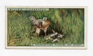 Wills's Cigarettes: Life in the Tree Tops Series - Sparrow-Hawk Plucking Her Quarry