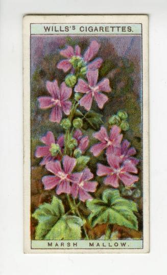 Wills's Cigarettes - "Wild Flowers" series - No. 19 Marsh Mallow