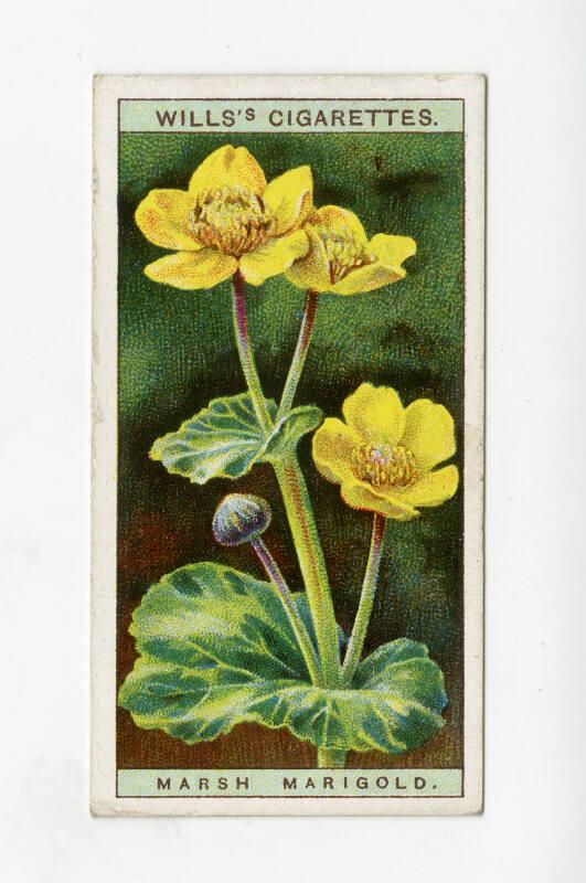 Wills's Cigarettes - "Wild Flowers" series - No. 20 Marsh Marigold