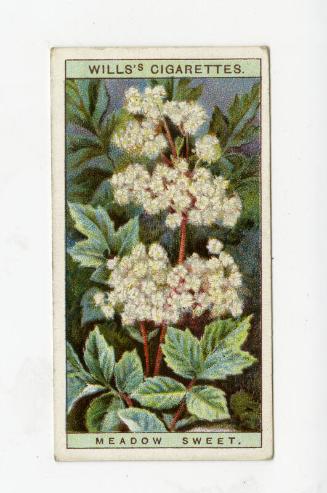 Wills's Cigarettes - "Wild Flowers" series - No. 22 Meadow Sweet