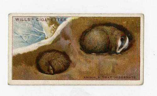 Wills's Cigarettes: Do You Know Series - Why Some Animals Hibernate?