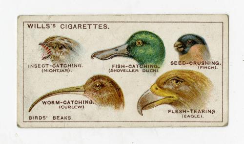 Wills's Cigarettes: Do You Know Series - Why Birds' Beaks Vary In Shape?