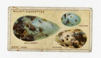 Wills's Cigarettes: Do You Know Series - Why Birds' Eggs Vary In Colour and Shape?