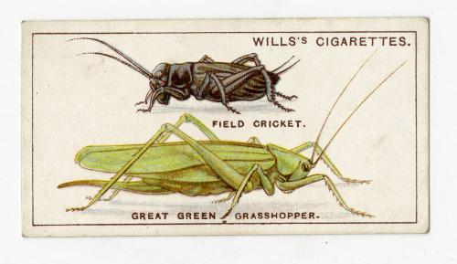 Wills's Cigarettes: Do You Know Series - How Crickets and Grasshoppers Chirp?