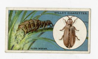 Wills's Cigarettes: Do You Know Series - Why the Glow-worm Glows?