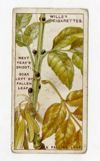 Wills's Cigarettes: Do You Know Series - Why Leaves Change Colour and Fall?