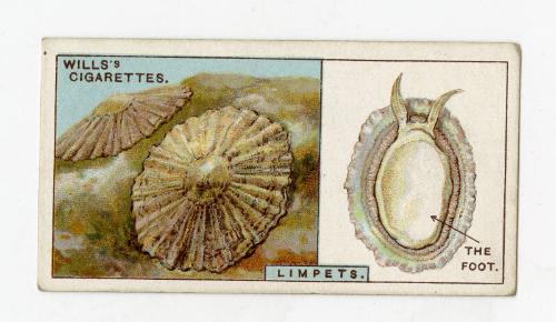Wills's Cigarettes: Do You Know Series - How a Limpet Clings to a Rock?