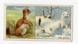 Wills's Cigarettes: Do You Know Series - Why The Stoat Changes Colour In Winter?