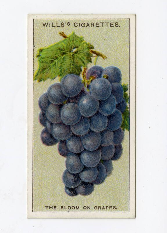 Wills's Cigarettes - "Do You Know?" series - No. 8 What Causes The Bloom On Grapes?