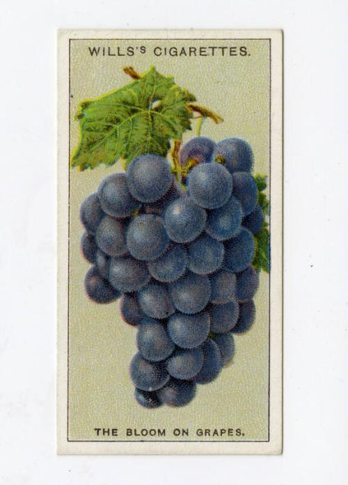 Wills's Cigarettes - "Do You Know?" series - No. 8 What Causes The Bloom On Grapes?