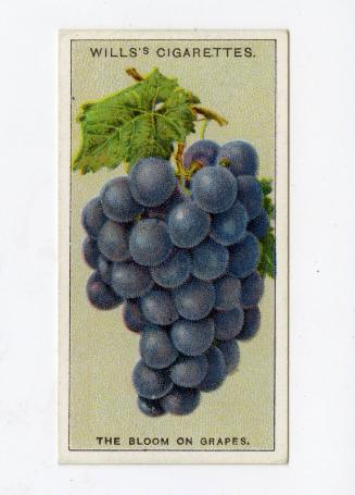 Wills's Cigarettes - "Do You Know?" series - No. 8 What Causes The Bloom On Grapes?