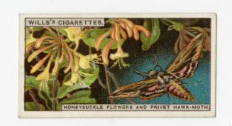 Wills's Cigarettes - "Do You Know?" series - No. 16 Why Flowers Smell?