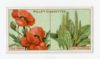 Wills's Cigarettes - "Do You Know?" series - No. 17 Why Some Flowers Are Brightly Coloured and Others Are Not?