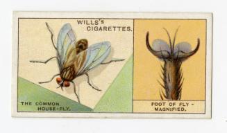 Wills's Cigarettes - "Do You Know?" series - No. 18 How The Fly Walks Upside Down?