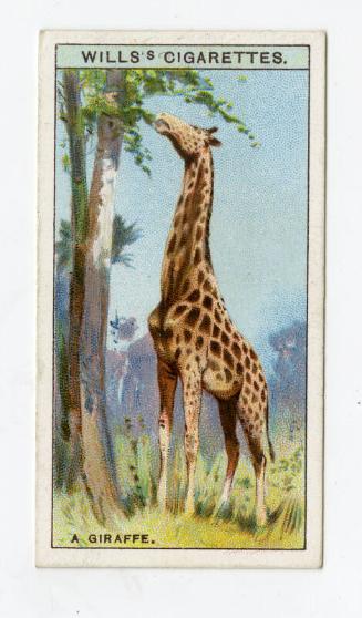 Wills's Cigarettes - "Do You Know?" series - No. 21 Why A Giraffe Has A Long Neck?