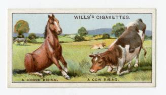 Wills's Cigarettes - "Do You Know?" series - No. 24 Why The Horse Straightens Its Fore-legs First When Rising And The Cow Its Hind-legs?