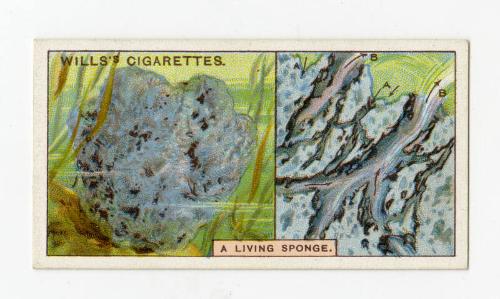 Wills's Cigarettes - "Do You Know?" series - No. 38 What A Sponge Is?