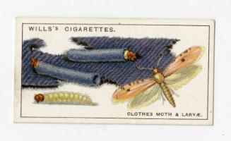Wills's Cigarettes: "Do You Know?" series - No. 8 How The Clothes Moth Damages Clothes?