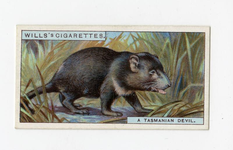 Wills's Cigarettes - "Do You Know?" series - No. 11 What A Tasmanian Devil Is?