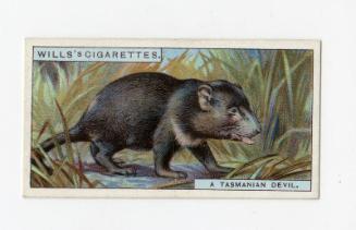 Wills's Cigarettes - "Do You Know?" series - No. 11 What A Tasmanian Devil Is?